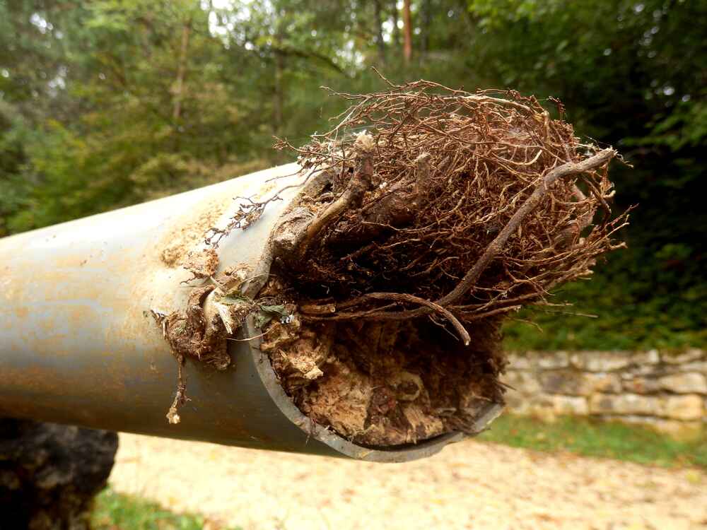 sewer pipe with tree roots